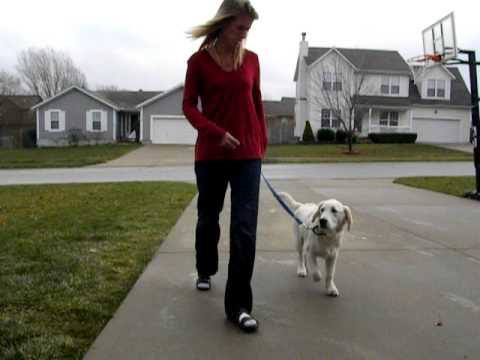 service-dog-windsor-training-to-switch-from-heel-to-side.avi