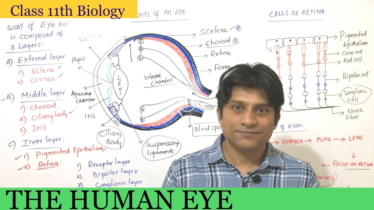 The human eye|structure and function of eye|Pre-medical- NEET - YouTube