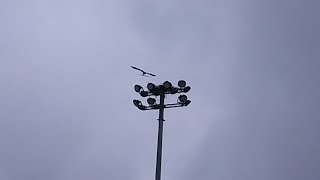 Hawk's Nest at Olympic Park by vector108 23 views 11 months ago 26 seconds