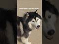Husky Dog Dance 😂💥🕺 #trending #like #subscribe #commentbelow