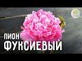 Пион фуксиевый