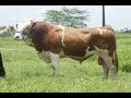 Características del Ganado Simmental- TvAgro por Juan Gonzalo Angel