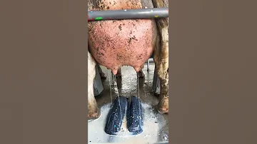 بقرة تدر الحليب تلقائي سبحان الله 