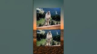 meme beruang teriak #beruangteriak  #meme