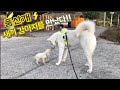 작은 강아지가 무서워하자 풍산개가 보인 놀라운 반응은? 가을 시골길 산책 Poongsan Dog/They met a puppy.