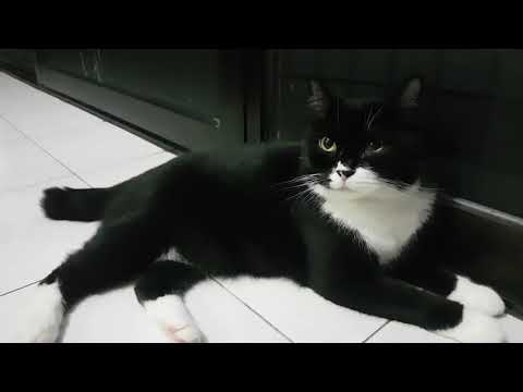 Video: Bagaimana Cara Menghitung Rasio Usia Kucing Dengan Manusia?