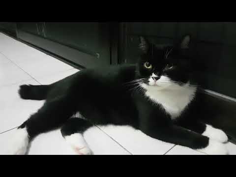 Video: Usia Kucing Dan Kucing Menurut Standar Manusia: Tabel Hubungan Dengan Seseorang, Cara Menghitung