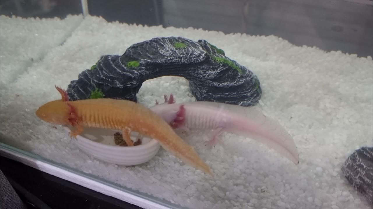 Putting two axolotl together.....gold and white edition YouTube