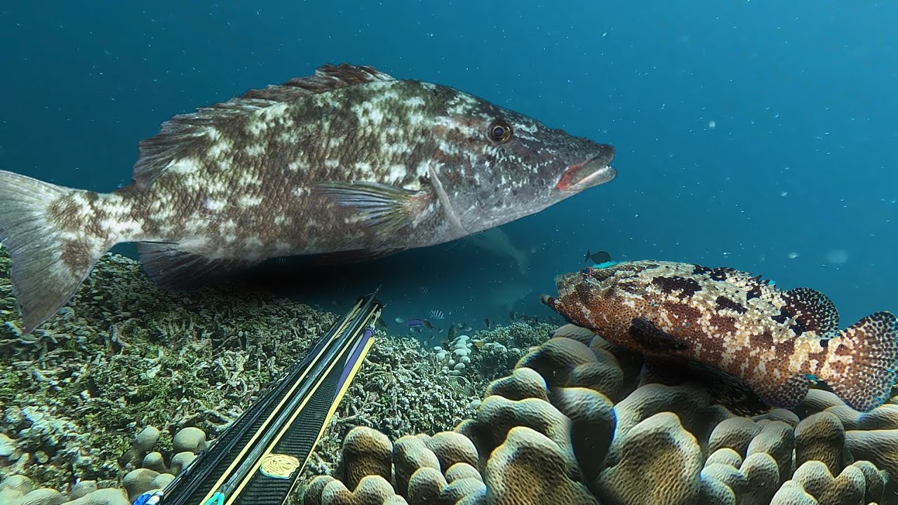 Berburu Ikan Longnose Emperor Dan Ikan Grouper Di Cuaca Extreme 
