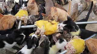 Whole chicken - Many Cats eating Chicken whole