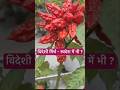 How to grow king chilli with seed / Naga chilli growing tips #shorts #gardening #kingchilli #viral