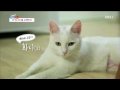 글로벌 가족정착기 - 미국에서 온 며느리 케리, 아기를 갖고 싶어요_#001