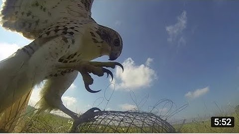 Making a trap to catch birds and hawks with a fan protection cage