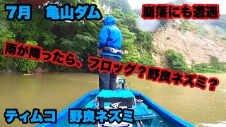 【バス釣り】雨が降ったら、フロッグ？野良ネズミ？梅雨の釣り　ティムコ　野良ネズミ