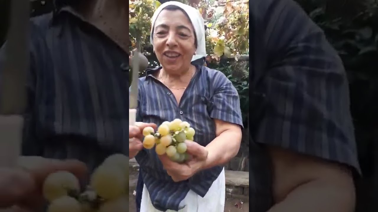 Ndi voliti, stamu vendimmiandu - Ne volete, stiamo vendemmiando