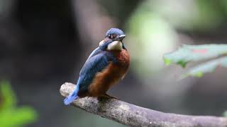 Chill with the Kingfishers