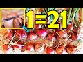 Never buy onions again  how to grow many onions from an onion bottom at home