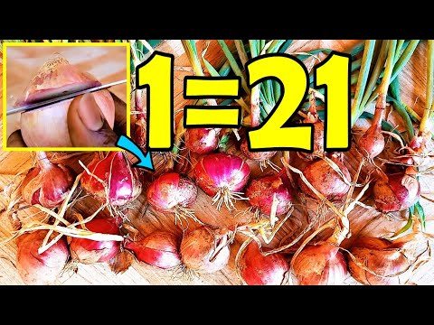 Video: California Late na Halaman ng Bawang: Paano Palaguin ang California Late White Garlic Bulbs