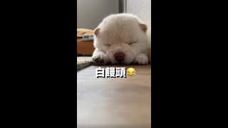 白まんじゅうと見間違えてしまう豆柴子犬w #Shorts