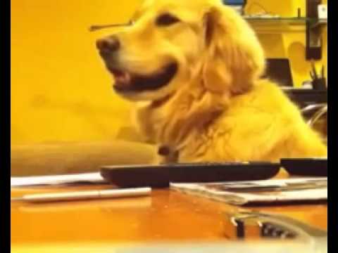 perro escuchando musica - YouTube