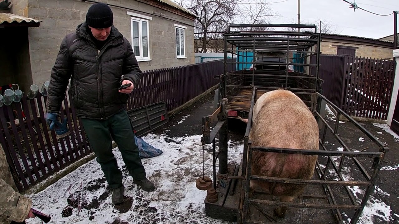 Сдам свинью. Клетка для перевозки свиней. Клетка для перевозки хряка. Погрузка свиней в скотовоз приспособление для перетаскивания свиней.