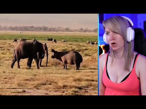 15 Extreme Fights Between Wild Animals Part 2 | Pets House