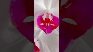 Орхидеи зимой: узнайте тайны моего сада. Орхидея violet queen, орхидея Дикий Кот, спатифиллум Chopin