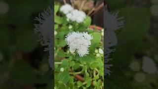 솜털같은 오래피는 꽃 #아게라텀 #풀솜꽃 #불로화 #임영웅 #사랑해