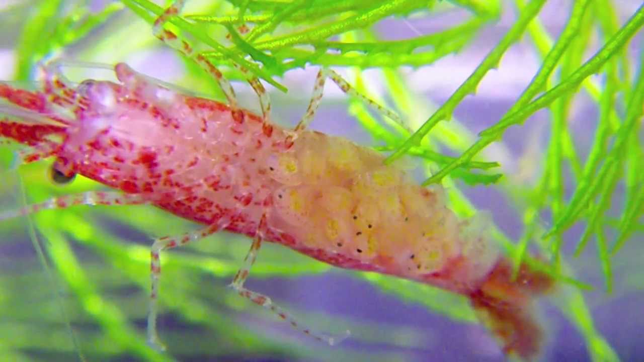 レッドチェリーシュリンプの卵の孵化 Red Cherry Shrimp Eggs Hatching Youtube