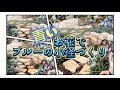 【ガーデニング】【春のお庭】青いお花でおしゃれな小径づくり／小径手前に可愛いお花を植えました。