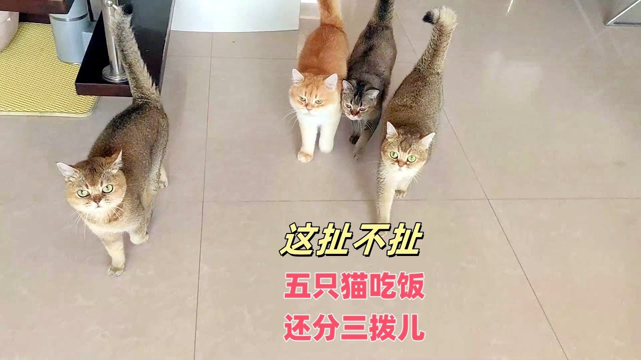 这扯不扯,五只猫吃饭还分三拨儿? - YouTube