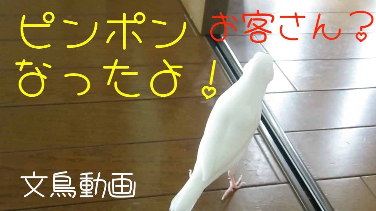 ピンポンなったよ！ お客さん？ 白文鳥ふーちゃん 文鳥動画 - YouTube