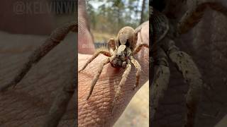 Forest Wolf Spider Handling