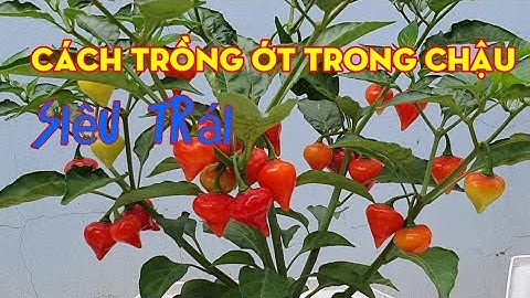 Cách trồng ớt trong chậu sai trĩu quả  . Từ lúc gieo hạt, Chăm sóc ớt
