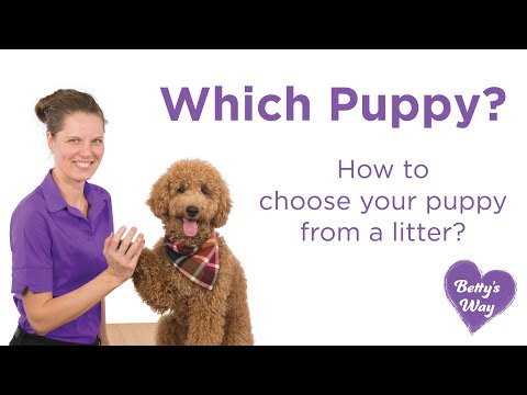 How to choose your puppy from a litter?