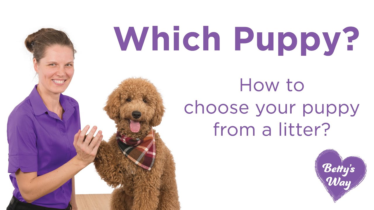 How to choose your puppy from a litter? YouTube