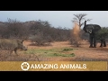 Elephant fights off rhino group