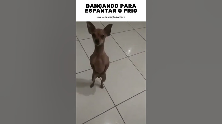 Cachorro dançando #shorts