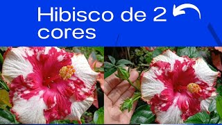 HIBISCO DE 2 CORES LINDO🌺