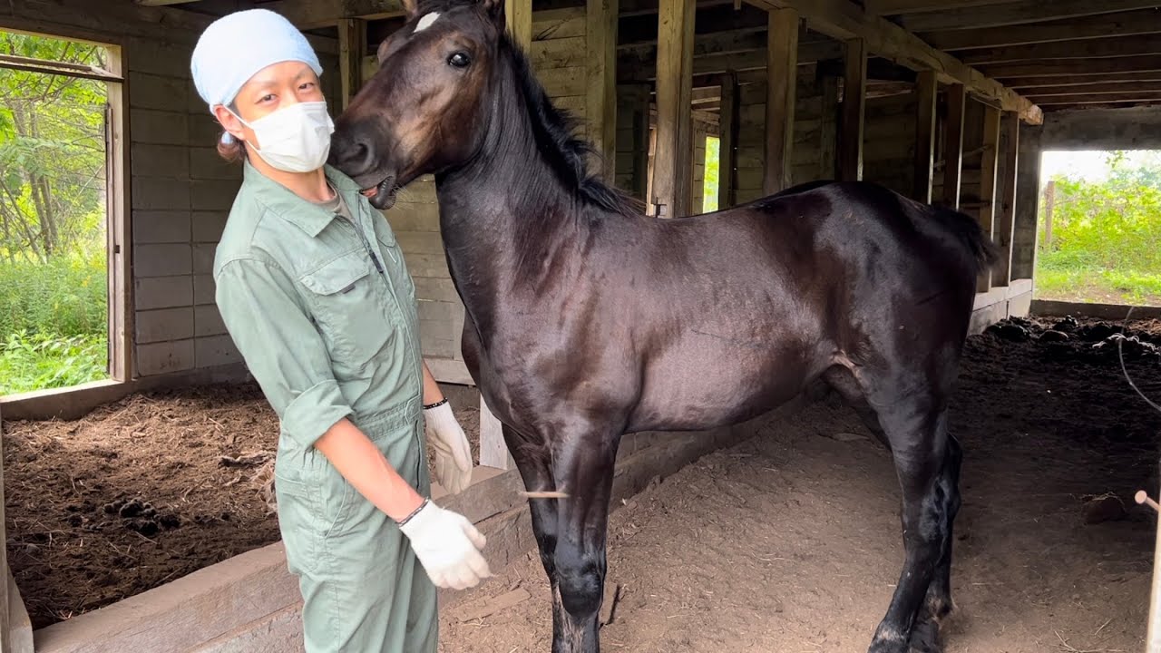 【ばんえい】膝枕で寝てた仔馬が成長しすぎてた