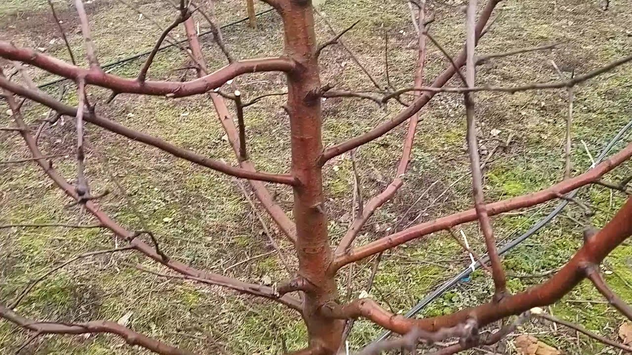 Як обрізати яблуні ?