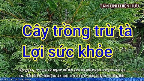 Các cây trồng trừ tà nhà nào cũng nên có | Tâm linh hiện hữu