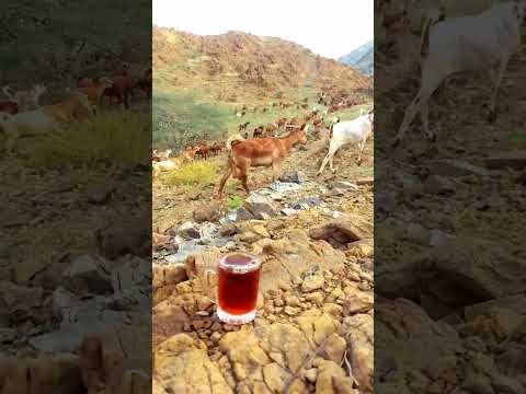 اكبر مقامات البشر طيب الاخلاق    شعر جزل القصيد اكسبلور لايك تيك توك