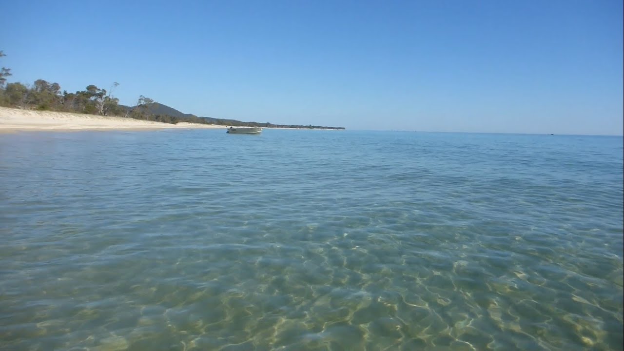 Hundreds of Catfish on Moreton Island Beach Underwater in Moreton Bay
