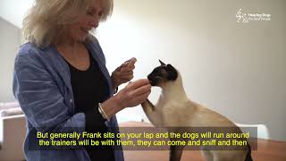 Cat Testing with Frank │Making sure our hearing dogs are comfortable around cats