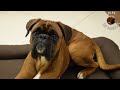 Boxer dog can't wait for washed bed