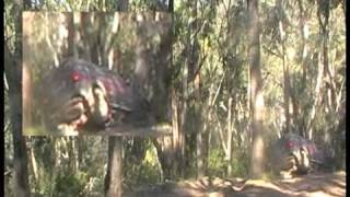 Surfer Sunday Arvo Drive Skipworth 2010