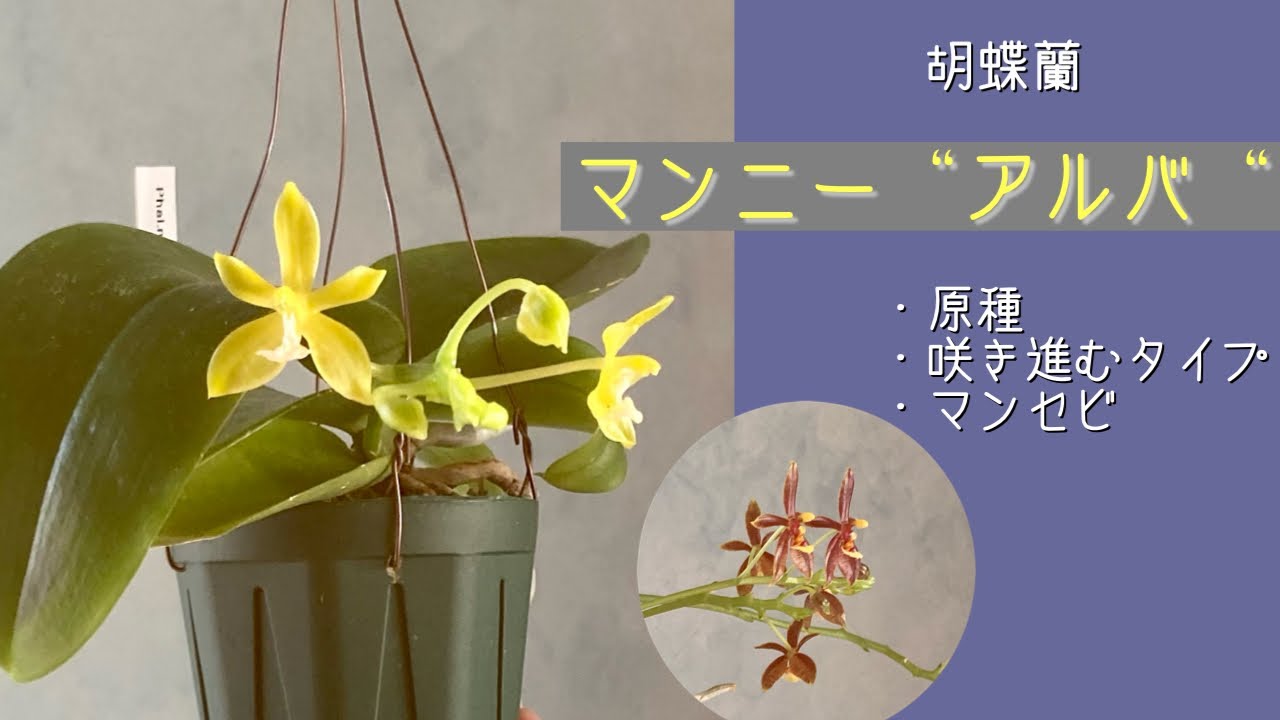 2023年3月20日 胡蝶蘭 原種 咲き進むタイプ 《マンニー 'アルバ