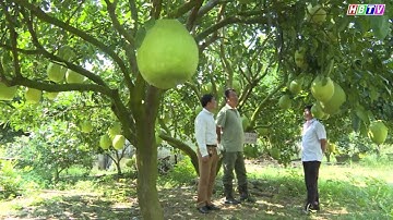 CT Tiếng Mường: Hòa Bình mùa quả ngọt