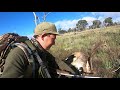 Hunting Fallow Deer 2021 Rut - NSW State Forest + Private Property